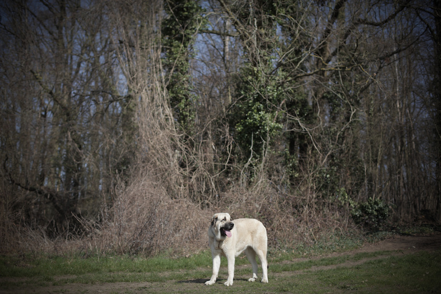 Chiens parisiens : Photographies !!! (gratuit) Photographie-Canine-Photo-Chiens-Paris-29_905