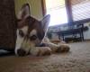 Beautiful female Husky looking for her forever home in Maryland Egwab0V