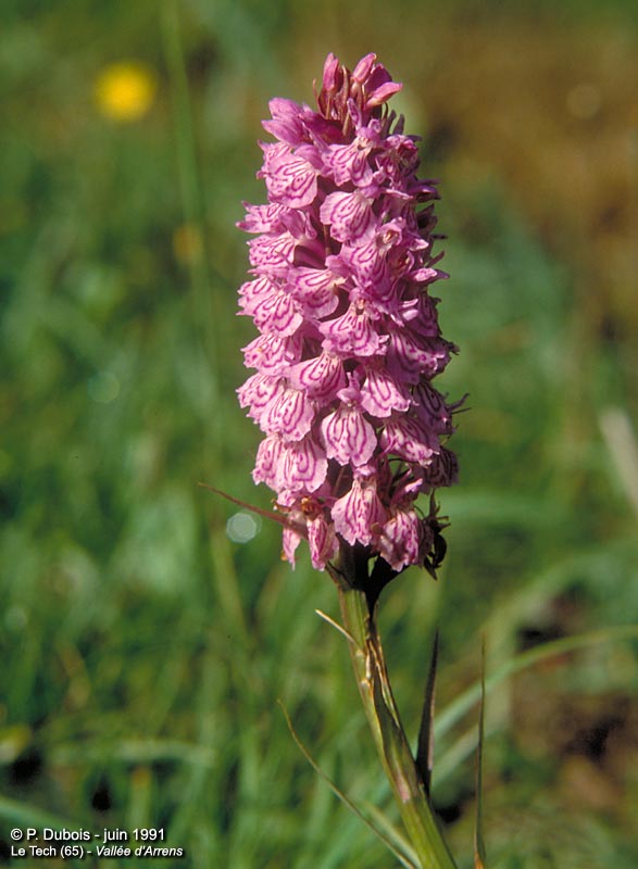 ORCHIS TACHETE (fleur,description,photos...) DactylorhizaMaculata