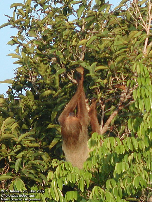 Jeu : Animaux en chane ... - Page 2 2001CholoepusDidactylus