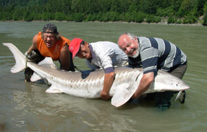 poissons de bassin Esturgeon-blanc