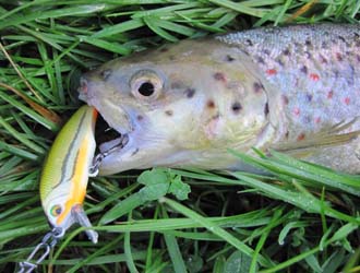 Découvrir la pêche de la truite aux poissons nageurs Leurre-truite