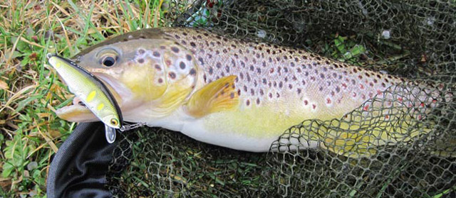 Découvrir la pêche de la truite aux poissons nageurs Truite-pn-smith-d-incite