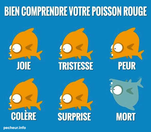 Ne noyez pas le poisson Comprendre-poisson-rouge