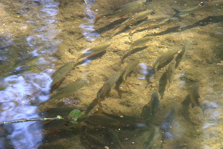 Poisson de mon vieux bassin... IMG_4512