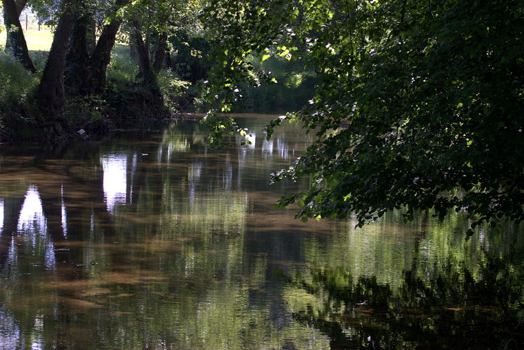 Poisson de mon vieux bassin... IMG_4518