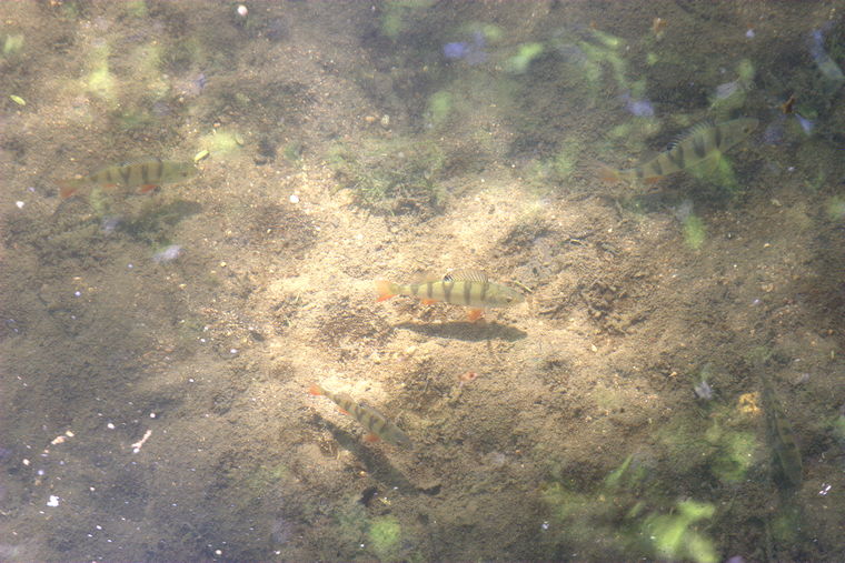 Poisson de mon vieux bassin... IMG_4538