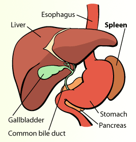 دول بعض صور الابدومن والبلفيس لسنه تانيه Img_spleen_ill