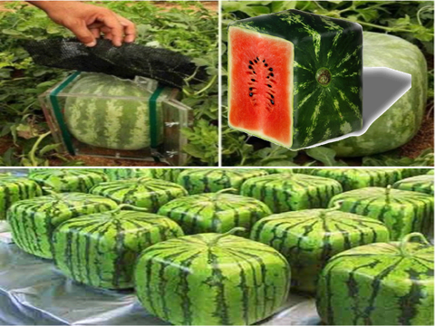 Random facts Square-watermelon