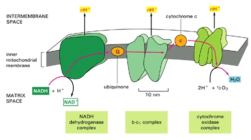 clinical pathology ........1 Respchain2