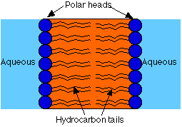 صور طبية هيستولوجى - Histology LipidBilayer