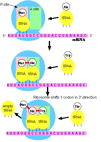 صور طبية هيستولوجى - Histology Translation