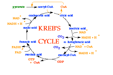 صور طبية هيستولوجى - Histology Krebscycle