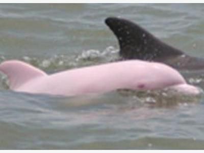 Un dauphin rose apparaît dans un lac des États-Unis 67xwrr6y