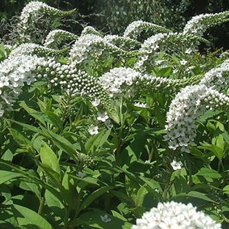 Lục Bát Hoa ĐV - Page 34 Lysimachia-clethroides