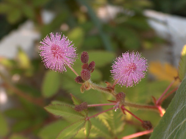 النبتة الخجولة العجيبة نبات ميموسا بوديكا Mimosa Pudica Mimosa_pudica