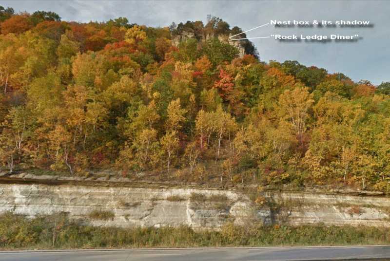 Great Spirit Bluff Falcons,Travis & Michell. Minnesota 2014 GreatSpiritBluffFalconView3b