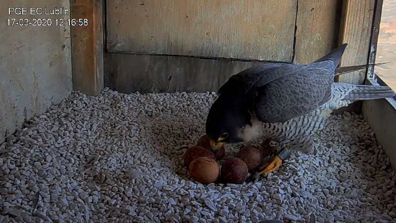 PGE Lublin. Male  Łupek (8 A - 2013) &  Female  WROTKA (4 AB - 2014) - Pagina 3 Bandicam2020-03-1712-18-49-538