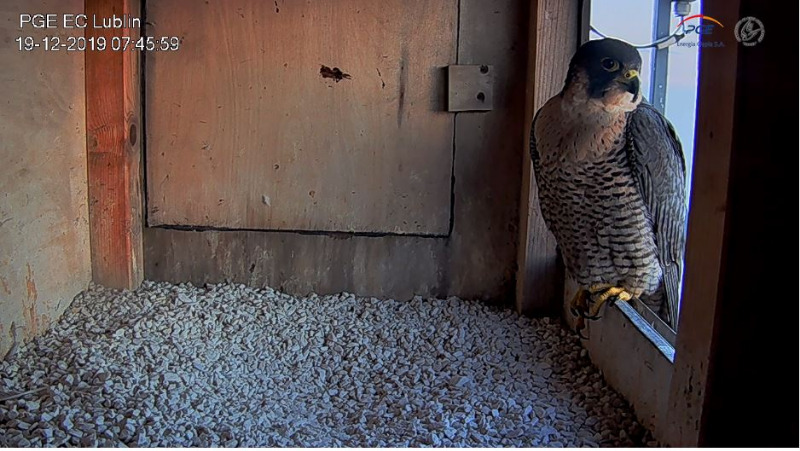 PGE Lublin. Male  Łupek (8 A - 2013) &  Female  WROTKA (4 AB - 2014) Przechwytywani_2019-12-19