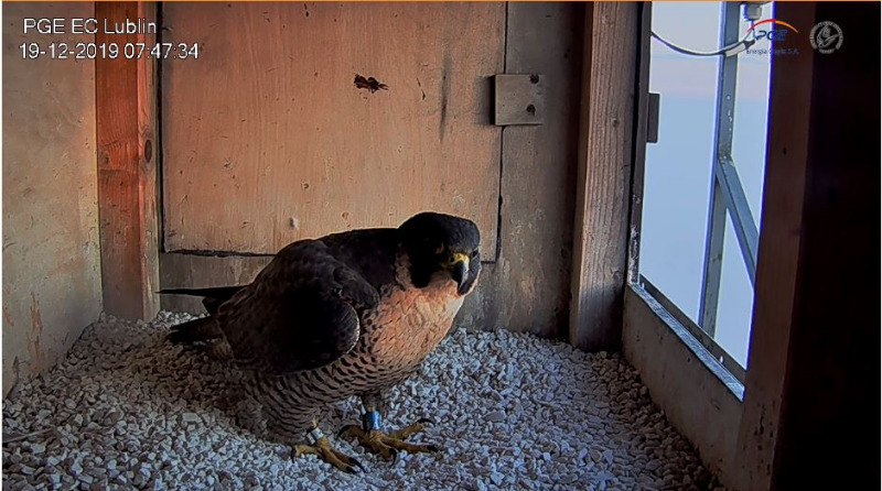 PGE Lublin. Male  Łupek (8 A - 2013) &  Female  WROTKA (4 AB - 2014) Przechwytywanie_2019-12-19