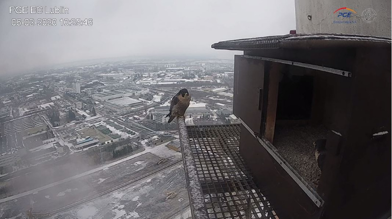 PGE Lublin. Male  Łupek (8 A - 2013) &  Female  WROTKA (4 AB - 2014) Przechwytywanie_2020-02-06-8