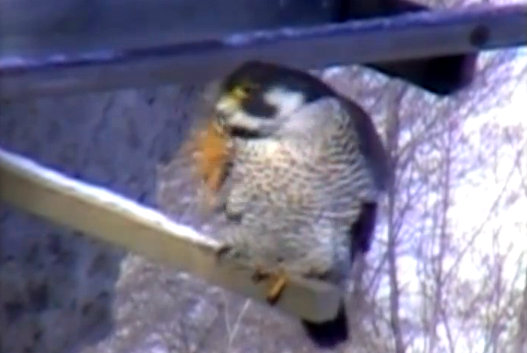 Great Spirit Bluff Falcons,Travis & Michell. Minnesota 2014 1-Przechwytywaniewtrybiepenoekranowym2014-02-23182731