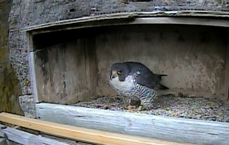 Great Spirit Bluff Falcons,Travis & Michelle. Minnesota 2015 1-Przechwytywaniewtrybiepenoekranowym2015-03-18194624