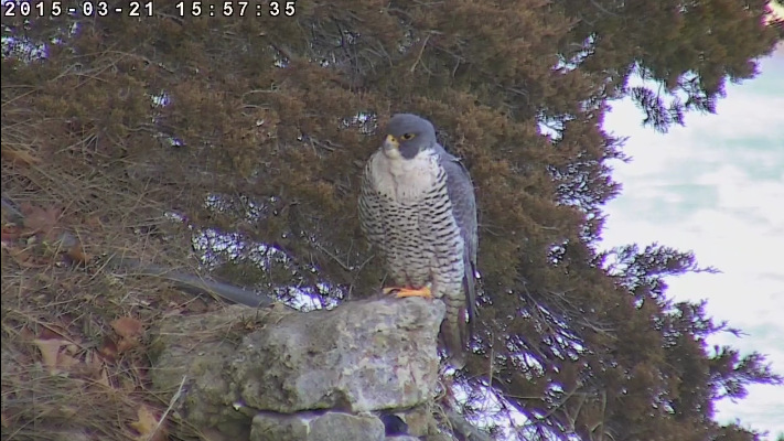 Great Spirit Bluff Falcons,Travis & Michelle. Minnesota 2015 1-Przechwytywaniewtrybiepenoekranowym2015-03-21215802