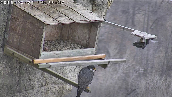 Great Spirit Bluff Falcons,Travis & Michelle. Minnesota 2015 1-Przechwytywaniewtrybiepenoekranowym2015-03-29193914