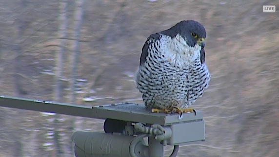 Great Spirit Bluff Falcons,Travis & Michelle. Minnesota  1-Przechwytywaniewtrybiepenoekranowym2016-02-21205140