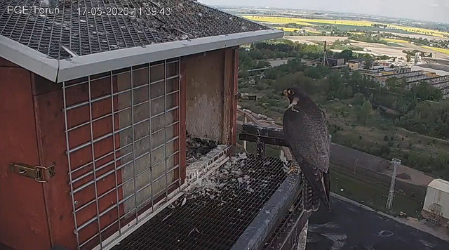 WebCam Toruń PGE. Male Piernik (2 AD (2015) & Female Katarzynka (?) vanaf 21 aug. Man  9 / BK( 2019) &  Vrouw Katarzynka (?)  - Pagina 3 Przechwytywaniewtrybiepenoekranowym17.05.2020114016