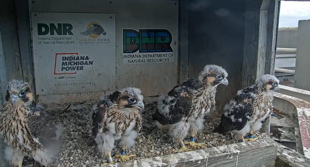 Fort Wayne falcon cam - Pagina 2 Przechwytywaniewtrybiepenoekranowym26.05.2020193452