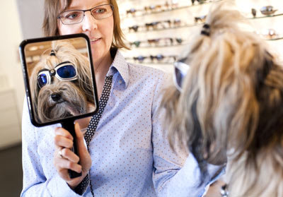 نظارات شمسية للكلاب ...! Quirky sunglasses for dogs ...! Lucydoglass2