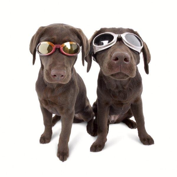 نظارات شمسية للكلاب ...! Quirky sunglasses for dogs ...! Lucydoglass3