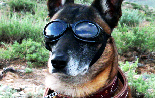 نظارات شمسية للكلاب ...! Quirky sunglasses for dogs ...! Lucydoglass6