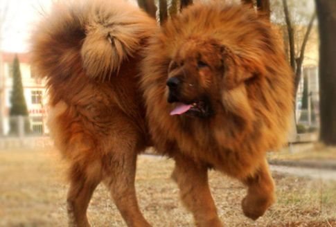 Σκύλος πουλήθηκε για 1,44 εκατ. ευρώ! Mastif