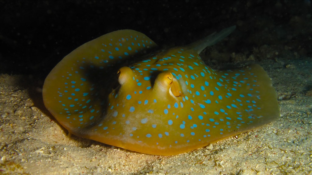 Πανέμορφα θαλάσσια είδη που ζουν στους υφάλους! Reef11