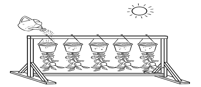 Debunkage : La tomate qui pendouille Step-by-step-grow-tomato-2-feat