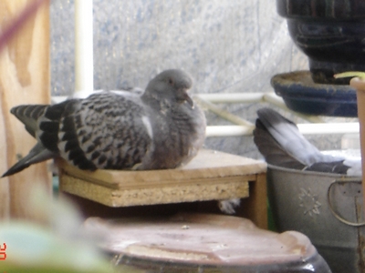 Pigeons sur le balcon - Page 4 400_566