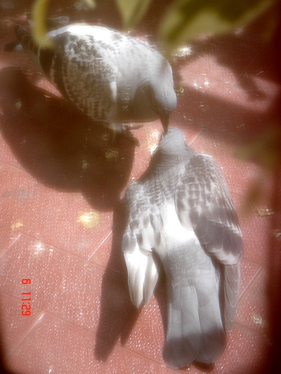 Pigeons sur le balcon - Page 4 401CL0605