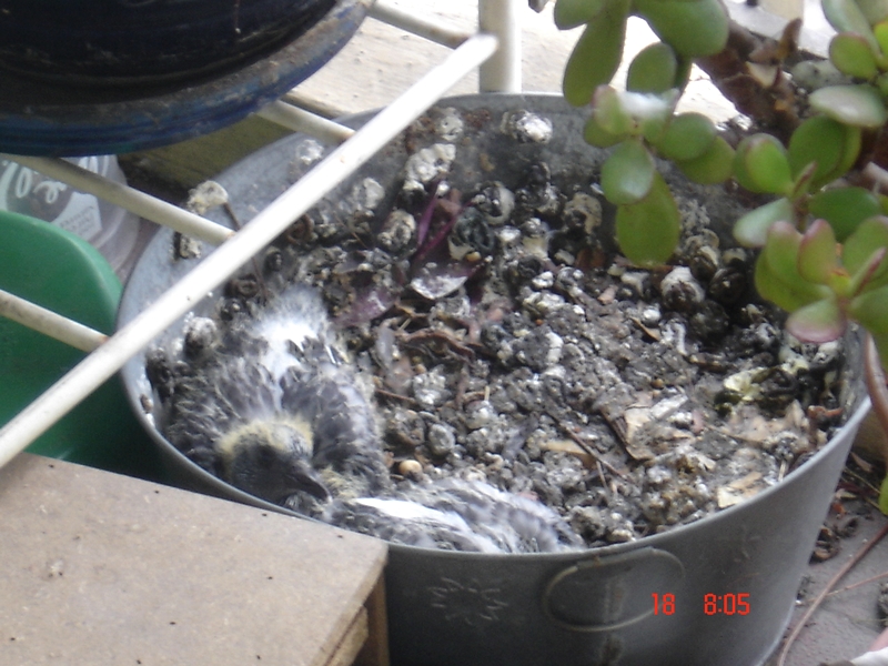 Pigeons sur le balcon - Page 3 800DSC00381