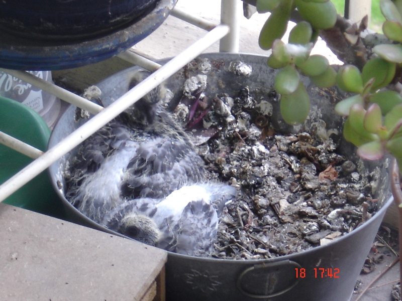 Pigeons sur le balcon - Page 3 800DSC00401