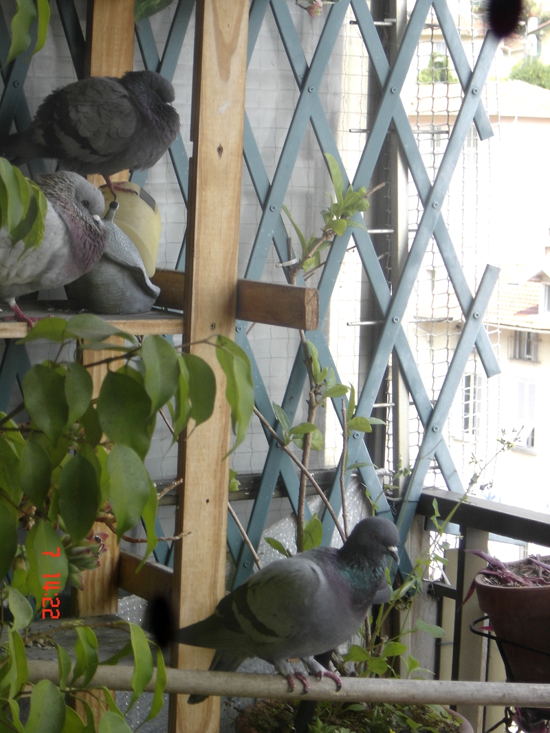 Pigeons sur le balcon - Page 4 800trio2