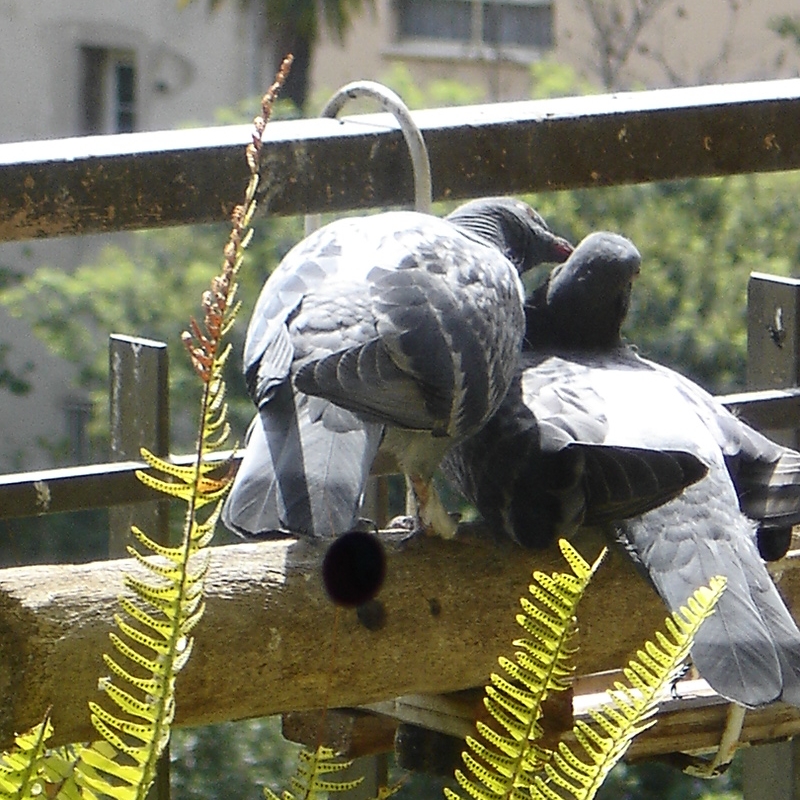 Pigeons sur le balcon - Page 4 CL0605