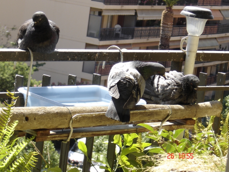 Pigeons sur le balcon - Page 8 DSC00892