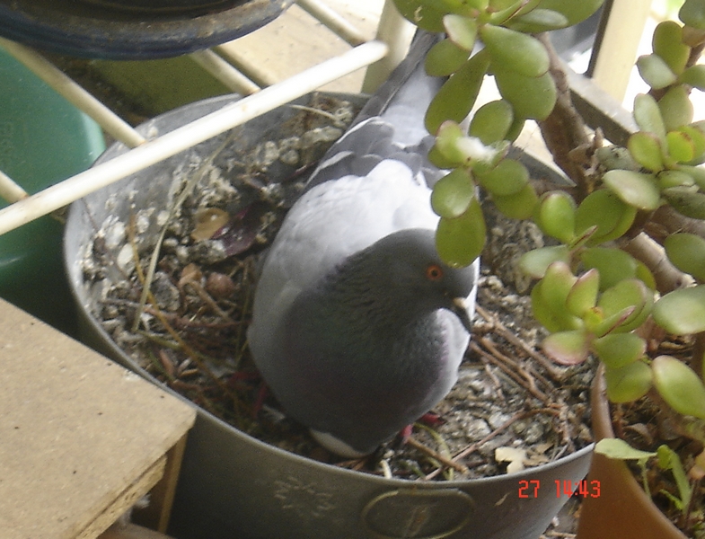 Pigeons sur le balcon - Page 3 Mom785