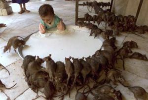 FOTOS de India y Nepal - Página 7 Rats-and-baby-pest-cemetery-300x202