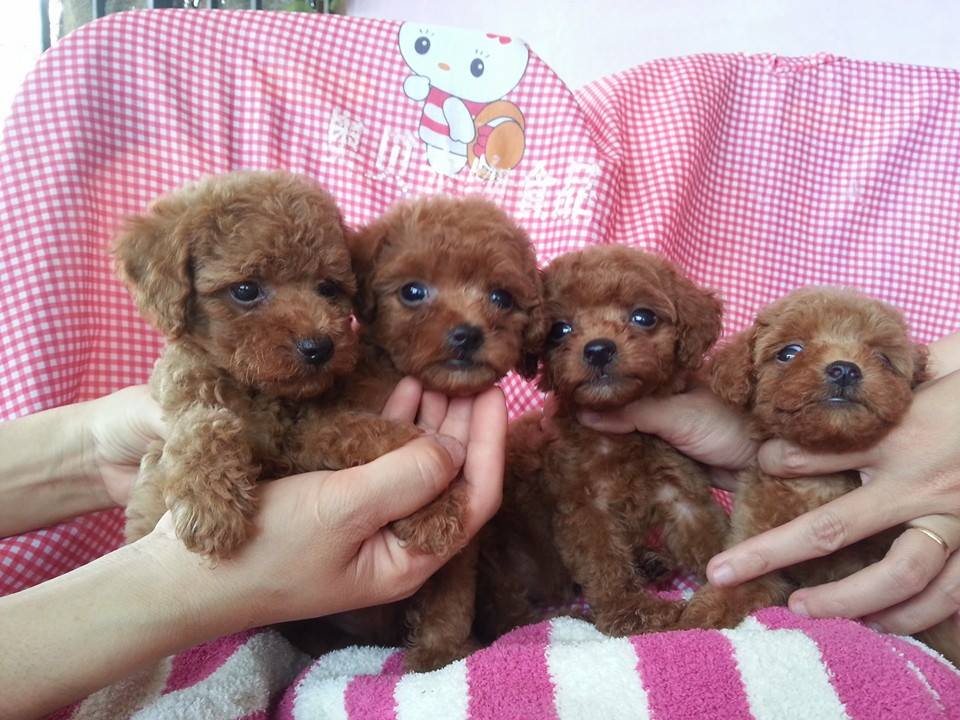 Bán chó cảnh tại đà nẵng- tiny poodle, toy poodle tìm nhà mới 11209609_674987402601437_7506101478381591902_n