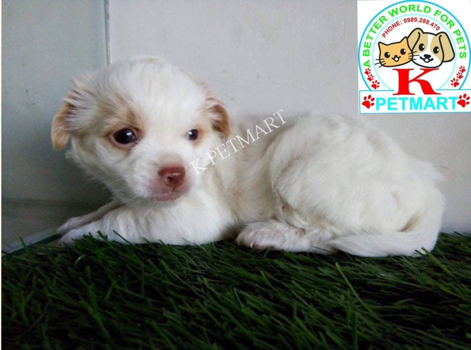 cửa hàng chó cảnh đà nẵng- xuất chuồng 15 bé puppy nhật lông xù kute 12404367_762279713903860_14848