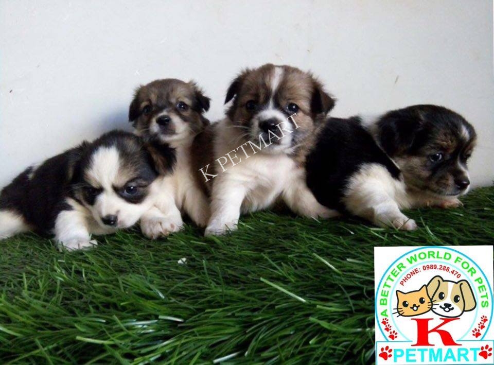 cửa hàng chó cảnh đà nẵng- xuất chuồng 15 bé puppy nhật lông xù kute 12435725_762278950570603_32497